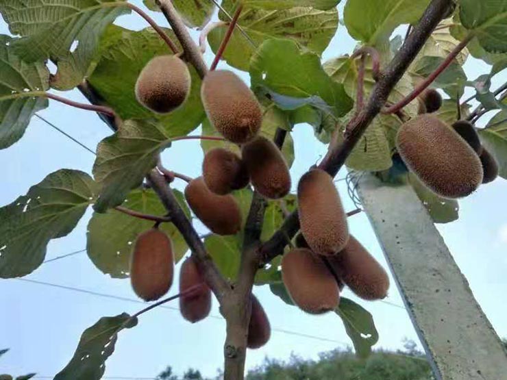 欧宝OB(中国集团)有限公司官网