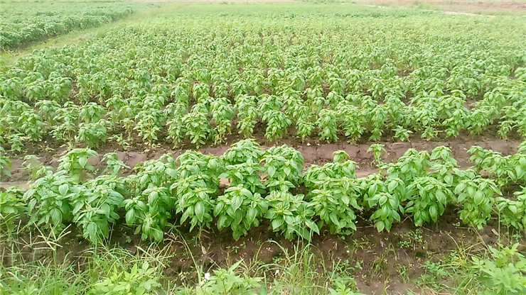 欧宝OB(中国集团)有限公司官网